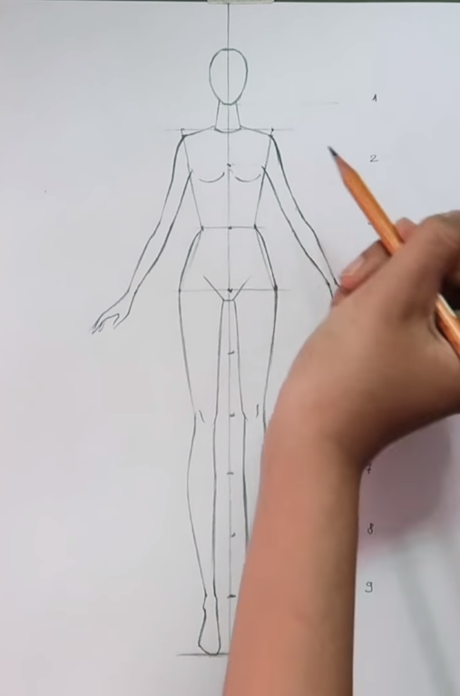 Vẽ phần ngực 